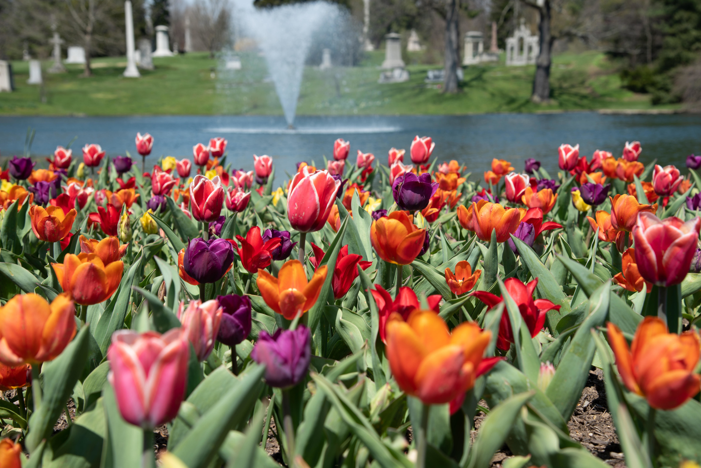 This is an example of a photo for the contest. It is taken in the Spring Grove Cemetery, Cincinnati (landscape format) Image